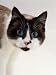 Domestic Cat, Snowshoe Pupils Dilated Photographic Poster Print by Jane Burton, 12x16