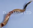 Hugh Yamanite Jewish Shofar
