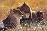 Lions in the Sun 1000 Piece Puzzle