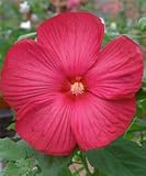 Hibiscus - Rose Mallow - 'Luna Red'