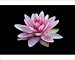 Photographic Prints of Waterlily - flowering in garden pond from Ardea Wildlife Pets