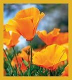 California Poppies - Orange Bookmark