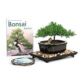 41mYxnLHphL. SL160  Eastern Leaf Juniper Starter kit