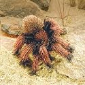 Plush Small Tarantula Puppet
