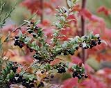GARDEN HUCKLEBERRY BUSH 100 SEEDS