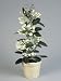 Close-Up of a Madaggscar Jasmine Flower Plant (Stephanotis Floribunda) Photographic Poster Print by G. Cigolini, 12x16