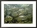 Alewives swim to a river in spring to spawn Framed Art Poster Print by Bill Curtsinger, 29x21
