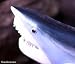 Taxidermy Quality 20" Fiberglass Mako Shark Wall Mount