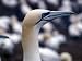 Gannet in Bonaventure Ile, Quebec, Canada Photographic Poster Print by Stuart Westmor...