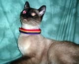 Rainbow Pride Collar for Dogs or Cats with Velcro Release