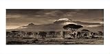 Kilimanjaro Panorama by Martyn Colbeck poster print,39.2 in. x 19.5 in.
