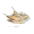 Syrrhaptes Tibetanus Art Print Poster By John Gould, 22.5" x 16.5", with Black Wood Frame