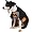 Batman Dog Halloween Costume Pet Size Large