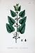 Botany Plants C1902 Roman Nettle Urtica Pilulifera