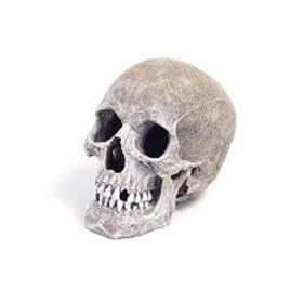 Aquarium Ornament Blue Ribbon Human Skull