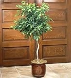 Plants - Plants by 1800Flowers - Ficus Floor Plant