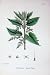 Botany Plants C1902 Common Nettle Urtica Dioica Colour