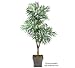 One 6' Phoenix Palm Artificial Tree with Tripled Heads, with No Pot,