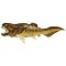 Favorite prehistoric sea creatures