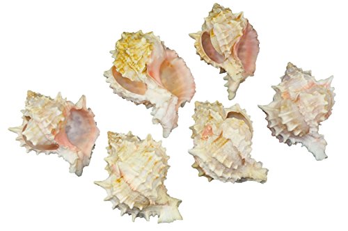 U.S. Shell Pink Murex Napkin Ring