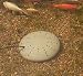 Outdoor Living : K&H Perfect Climate Submersible Pond De-Icer