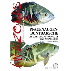 Pfauenaugen-Buntbarsche: Die Gattung Astronotus
