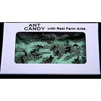 Hotlix Ant Candy APPLE Flavor 1 Piece Real Ants