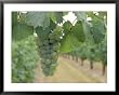 Riesling Grapes Hanging On Vine Framed Art Poster Print, 39x31