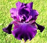 Reblooming 'Rosalie Figge' Bearded Iris Rhizome 3/5