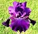 Reblooming 'Rosalie Figge' Bearded Iris Rhizome 3/5