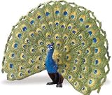 Safari: Peacock