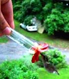 Hummingbird Feeder "HUM-fi" Miniature Window to Hand Hummingbird Feeder "Red Geranium"