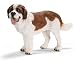 St. Bernard Male