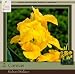Honeyman Farms Canna Richard Wallace Pack of 2 Bulbs