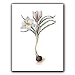 genus Crocus 94 - Gift Enclosure Cards (set of 12)