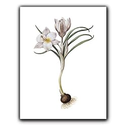 genus Crocus 94 - Gift Enclosure Cards (set of 12)