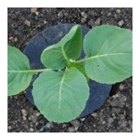 Agralan Cabbage Collars 20 per pack