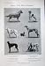 1905 Kennel Club Show Dogs Retriever Pointer Deerhounds