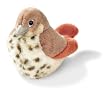 Hermit Thrush