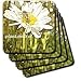 Daisy and Bee Plant Seeds of Joy- Flowers- Floral Art - Set Of 4 Ceramic Tile Coasters