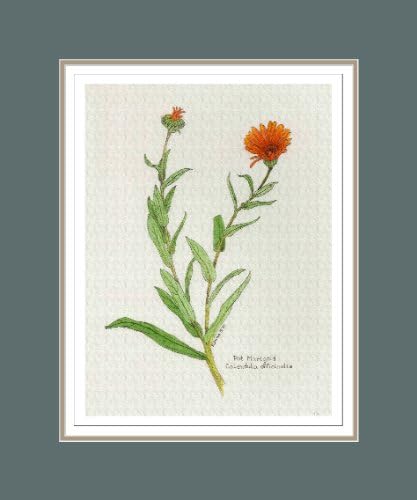 Botanical Print of Pot Marigold or Calendula From Culinary Herbs Group, Double Matted 11 x 14 Inches, High Quality Giclee Print