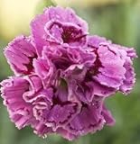 Plum Time Carnation (Dianthus) Seed Pack