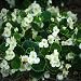 Begonia Wax White - 5000 Seeds