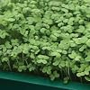 Red Mustard Microgreens Sprouts - 2000 Seeds - Zippy!