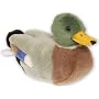 RSPB Mallard Duck