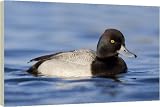 Lesser Scaup - 40 Inch Canvas Print (101cm) by Ardea