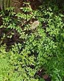 Tools & Hardware : Nandina domestica: Heavenly Bamboo Seeds