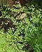 Nandina domestica: Heavenly Bamboo Seeds