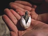 Diamondback Terrapin Hatching Animals Photographic Poster Print by Eunice Harris, 64x48