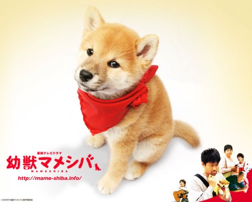 『マメシバ・一郎』 from 「幼獣マメシバ」 [DVD]